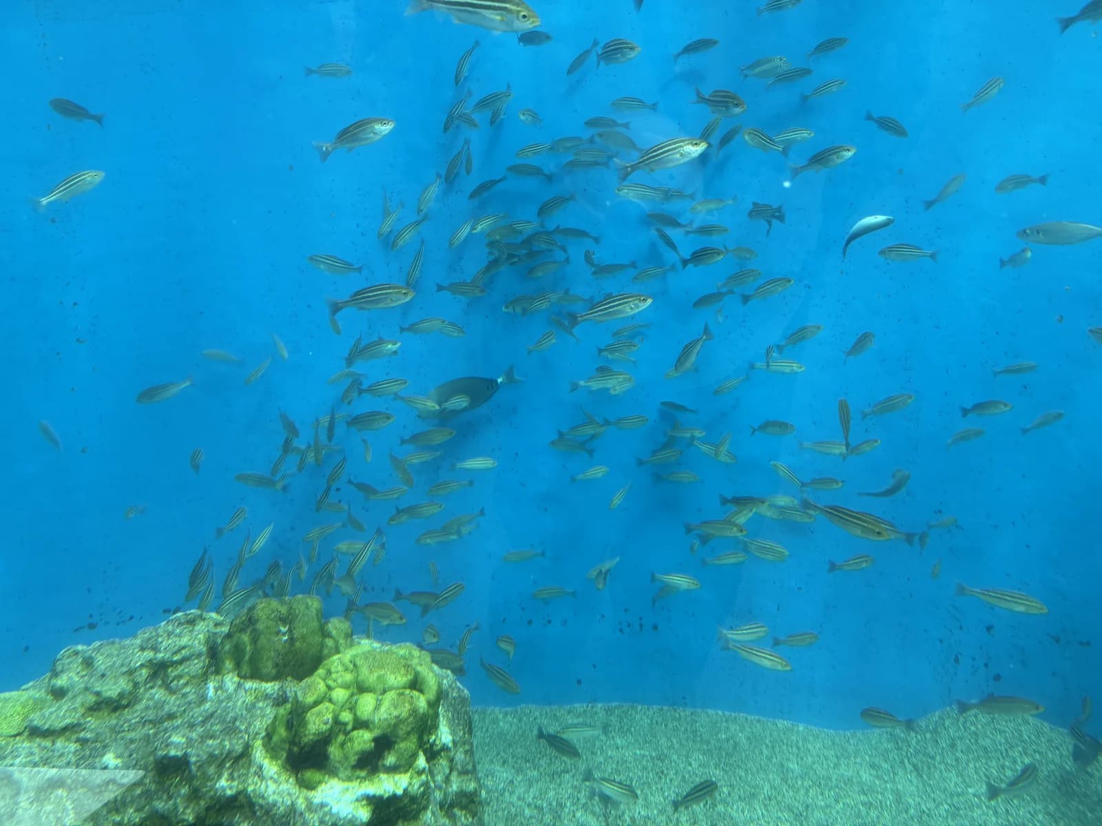 アクアミュージアムの大きな水槽を泳ぐ魚たち