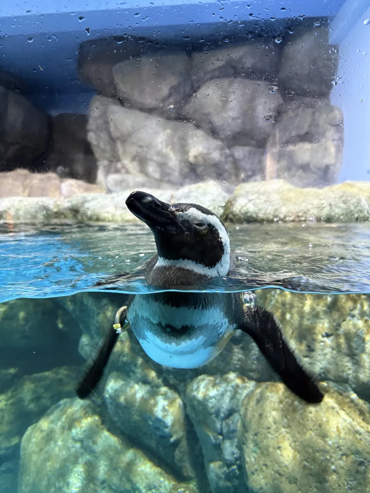 水中を泳ぐペンギンの展示