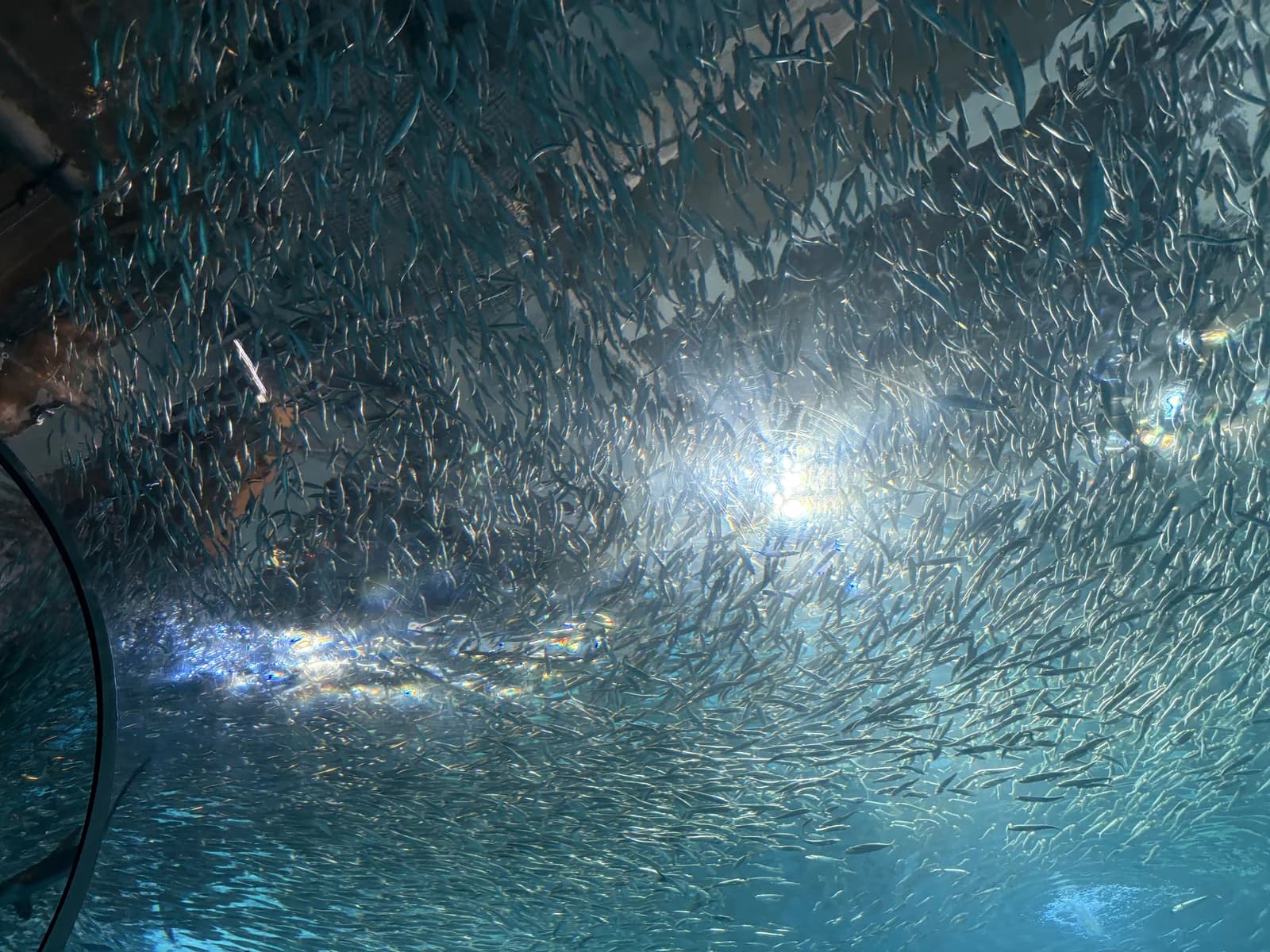 横浜・八景島シーパラダイスの水槽を泳ぐ魚の群れ