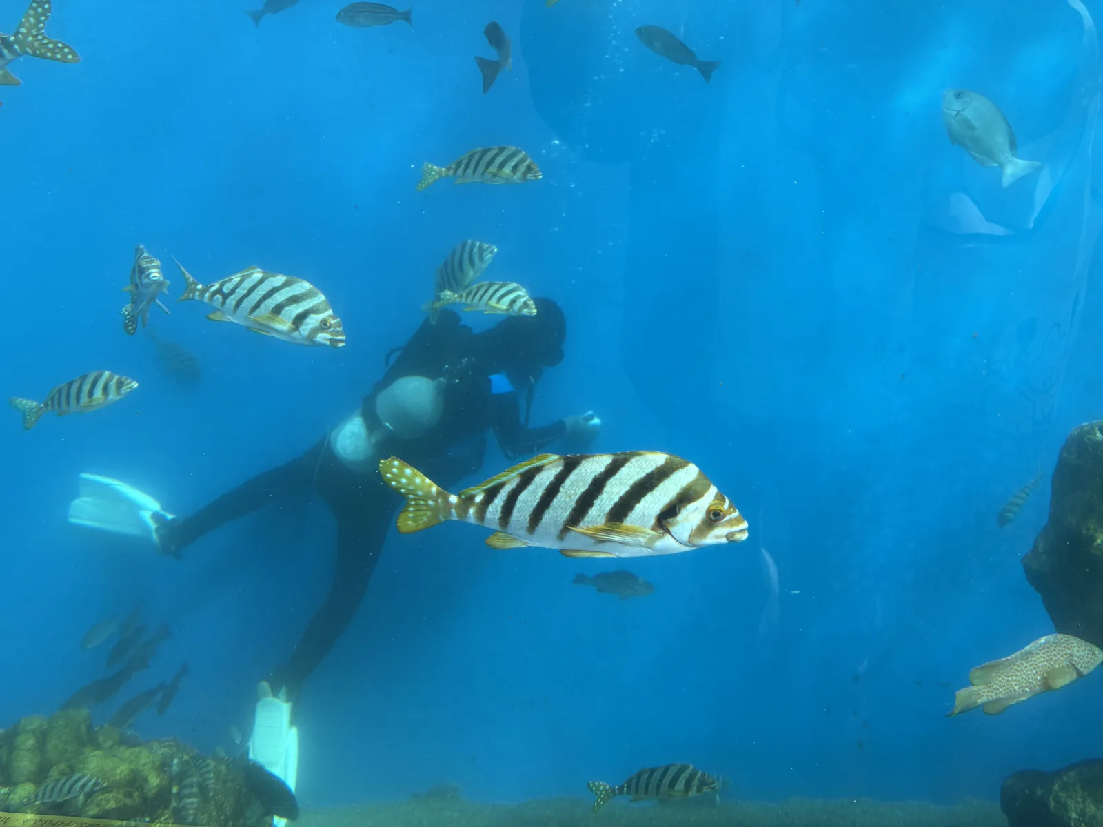 横浜・八景島シーパラダイスの水族館を巡るイメージ